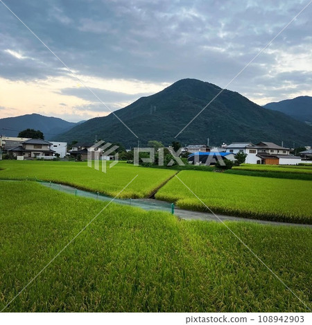 Scenery with rice field 108942903