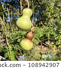 Gourds about to be harvested 108942907