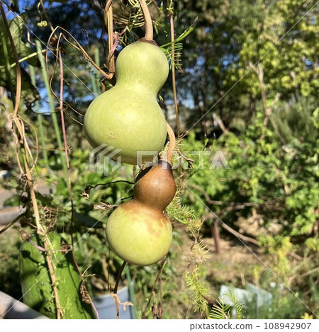 Gourds about to be harvested 108942907