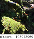 Moss leaves forest 108942969