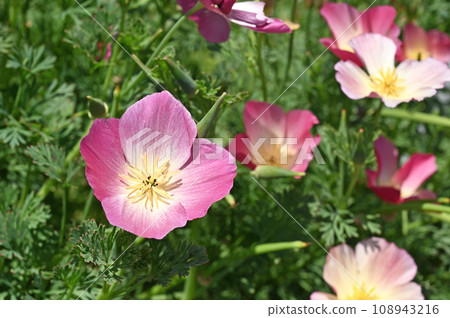 Plants: Hanabi Shiraseu Poppy Plants: Hanabi Shiraseu Poppy 108943216