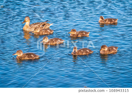 A family of ducks, a duck and its little ducklings are swimming in the water. The duck takes care of its newborn ducklings. Mallard, lat. Anas platyrhynchos 108943315