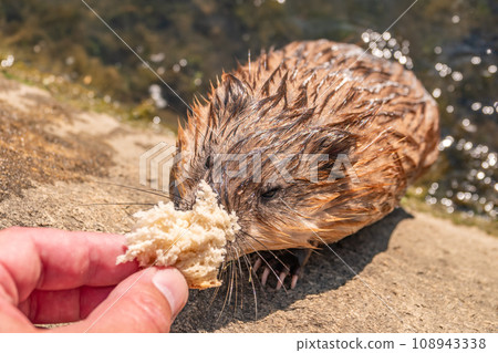 Muskrat, Ondatra zibethicuseats, eats bread from human hand. 108943338