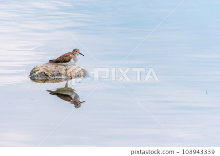 Common sandpiper, Actitis hypoleucos, resting lake shore with reflection in water. 108943339