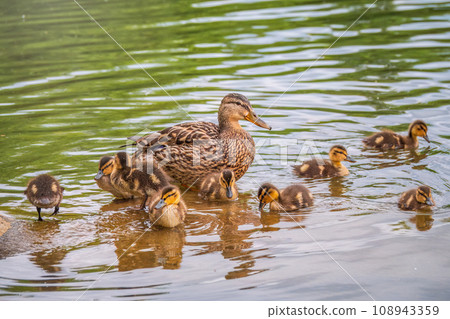 A family of ducks, a duck and its little ducklings are swimming in the water. The duck takes care of its newborn ducklings. Mallard, lat. Anas platyrhynchos 108943359