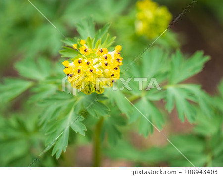 Corydalis nobilis, the Siberian corydalis, is a perennial plant native to Siberia, Xinjiang and Kazakhstan 108943403