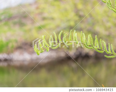 Nature awakes in spring. Blooming willow twigs and furry willow-catkins, so called seals or cats. Holly willow, Salix caprea, is a national symbol of Ukraine. Nature awakes in spring. Blooming willow twigs and furry willow-catkins, so called seals or cats. Holly willow, Salix caprea, is a national symbol of Ukraine. 108943415