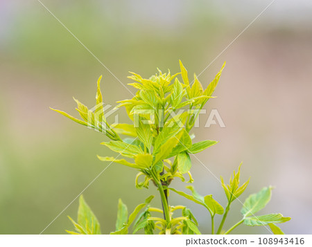 Spring branches of maple tree with fresh green leaves 108943416