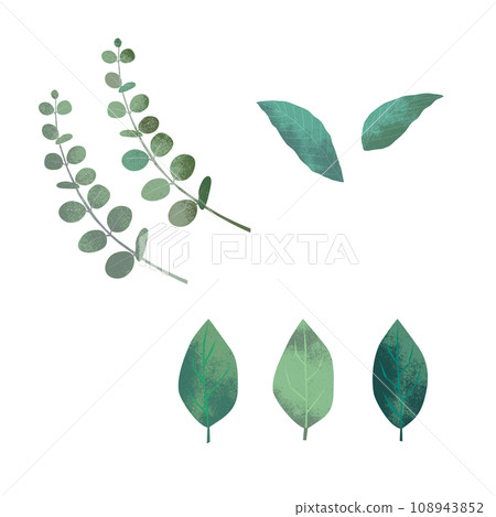 尤加利等 3 種紋理綠葉 108943852