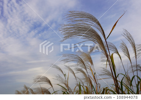 Autumn sky and Susuki Autumn sky and Susuki 108944078