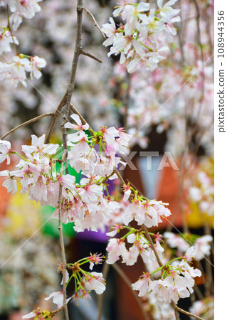 京都紫雲山長法寺六角堂美麗的垂枝櫻花（京都市中京區） 108944356