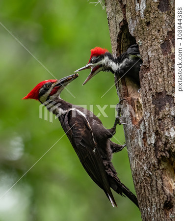 Pileated Woodpecker Nest in Everglades National Park, Florida Pileated Woodpecker Nest in Everglades National Park, Florida 108944388