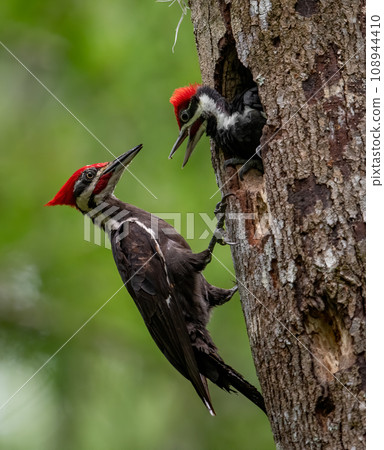 Pileated Woodpecker Nest in Everglades National Park, Florida  108944410