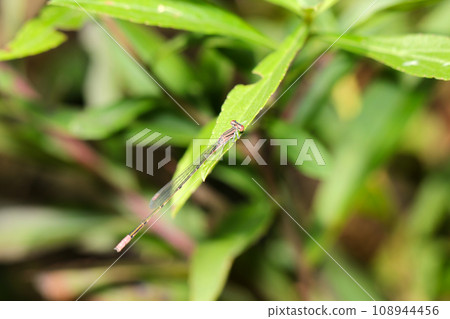A dragonfly perched on grass in the ridge in autumn (natural light, strobe, macro lens close-up) A dragonfly perched on grass in the ridge in autumn (natural light, strobe, macro lens close-up) 108944456