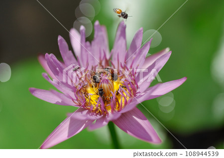 Close-up photo of Bee swarm and purple lotus. Close-up photo of Bee swarm and purple lotus. 108944539
