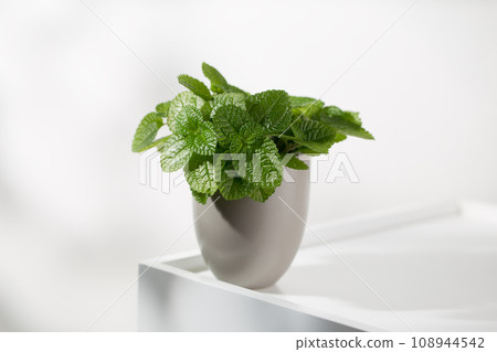 Creeping charlie ornamental plant Creeping charlie ornamental plant 108944542