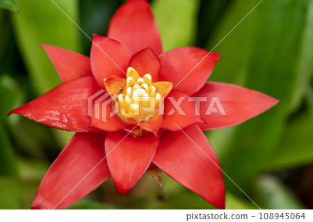 Guzumania Guzumania 108945064