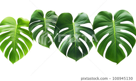 Monsteras leaves on the transparent background Monsteras leaves on the transparent background 108945130