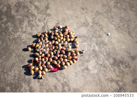 秋季公園採摘的許多橡子 秋季材料 秋季公園採摘的許多橡子 秋季材料 108945533