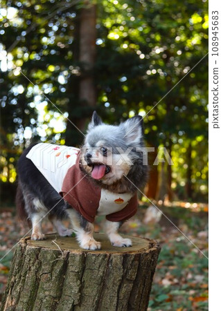 吉娃娃女孩小穆站在樹樁上可愛地看著毛呂山鎮的奧瑞森林♡ 吉娃娃女孩小穆站在樹樁上可愛地看著毛呂山鎮的奧瑞森林♡ 108945683