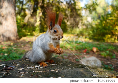 A grey forest squirrel eats seeds on a stump. Autumn forest. Side view A grey forest squirrel eats seeds on a stump. Autumn forest. Side view 108945995