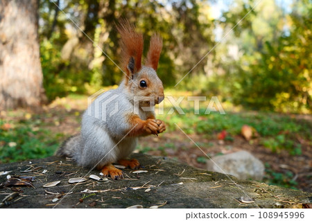 A grey forest squirrel eats seeds on a stump. Autumn forest. Side view A grey forest squirrel eats seeds on a stump. Autumn forest. Side view 108945996