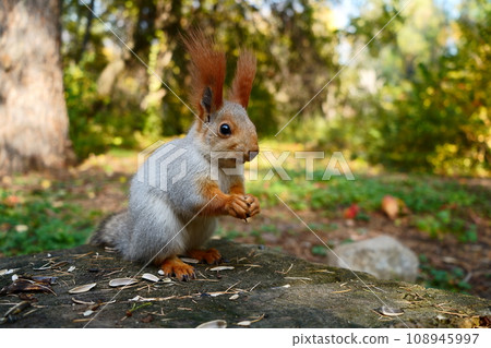 A grey forest squirrel eats seeds on a stump. Autumn forest. Side view 108945997