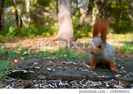 Grey squirrel sitting on a stump and looking at the camera Grey squirrel sitting on a stump and looking at the camera 108946002