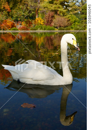 A white swan on an autumn background of yellow and green trees floats on a pond 108946045