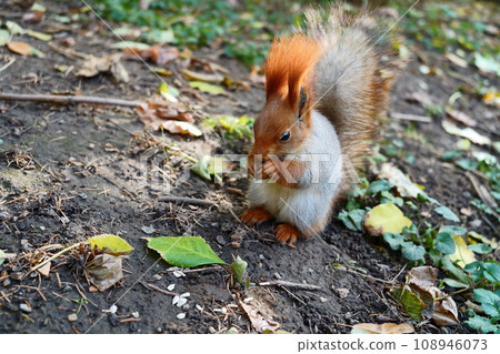 On the ground, a squirrel eats a nut. Autumn Leaves 108946073