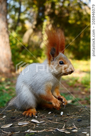 A squirrel sits on the ground in an autumn park. Side view A squirrel sits on the ground in an autumn park. Side view 108946079