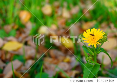 Autumn yellow flower and bee on it. Side view Autumn yellow flower and bee on it. Side view 108946106