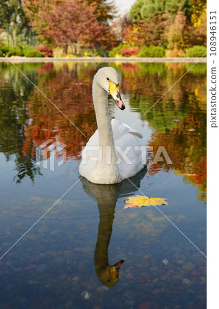 White swan looking at camera on autumn landscape background White swan looking at camera on autumn landscape background 108946151
