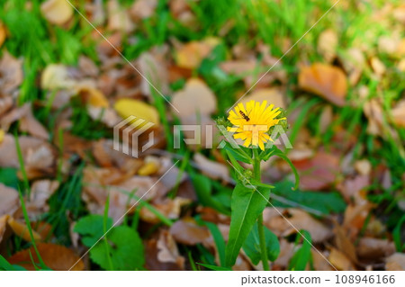 Autumn yellow flower and bee on it. . Side view 108946166