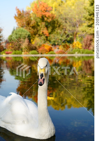 White swan on pond on autumn landscape background 108946183