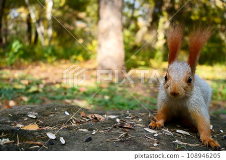 A squirrel looks at the camera in the forest. Front view 108946205