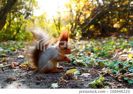 A squirrel sits in the sun and eats nuts on the ground. Side view 108946220