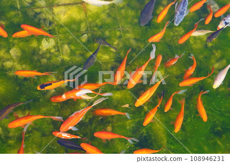 koi red, gray, spotted and white koe fish on the background of the green bottom of the pond. View from the top koi red, gray, spotted and white koe fish on the background of the green bottom of the pond. View from the top 108946231