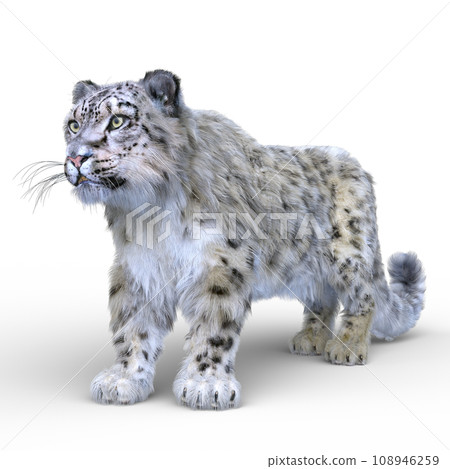 Snow leopard 108946259