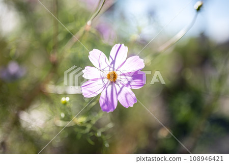 波斯菊花秋天的花朵圖像 波斯菊花秋天的花朵圖像 108946421