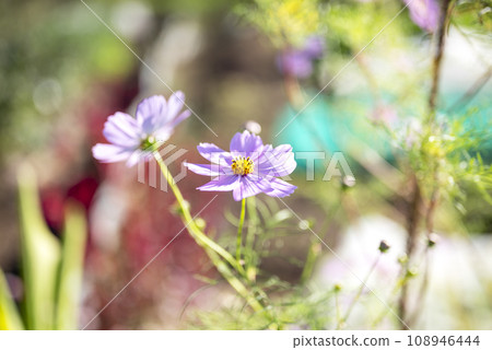 波斯菊花秋天的花朵圖像 波斯菊花秋天的花朵圖像 108946444