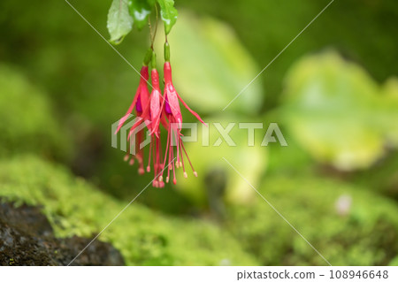 Fuchsia 108946648