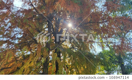 Light shines on the autumn leaves Horizontal Light shines on the autumn leaves Horizontal 108947114
