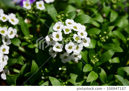 Close up of alyssum flower Close up of alyssum flower 108947187