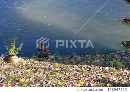 鴛鴦梳理羽毛 108947213