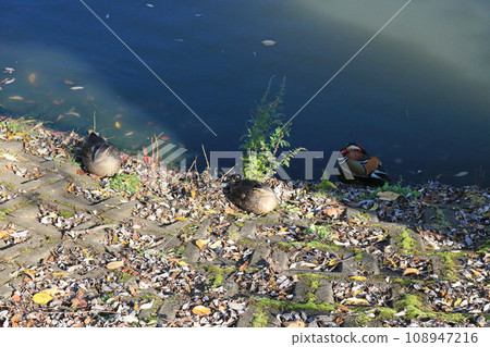 Spot-billed ducks and mandarin ducks preening their feathers 108947216