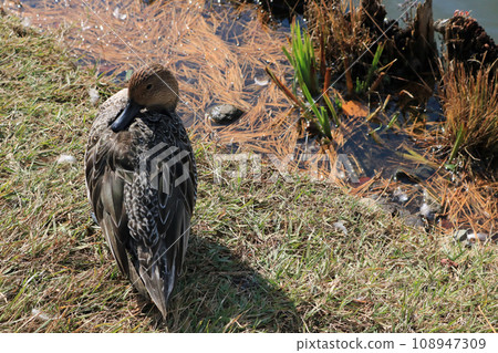 A female pintail duck preens in a meadow near the water's edge. A female pintail duck preens in a meadow near the water's edge. 108947309