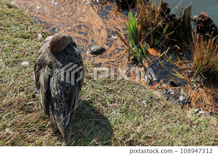 A female pintail duck preens in a meadow near the water's edge. 108947312