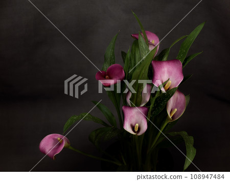 Bouquet with pink flowers and green leaves of calla (Zantedeschia) on dark background. Low key. 108947484