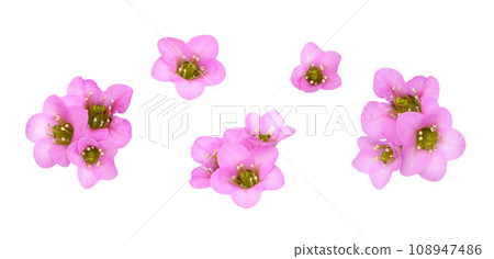 Set of pink flowers of bergenia crassifolia isolated 108947486